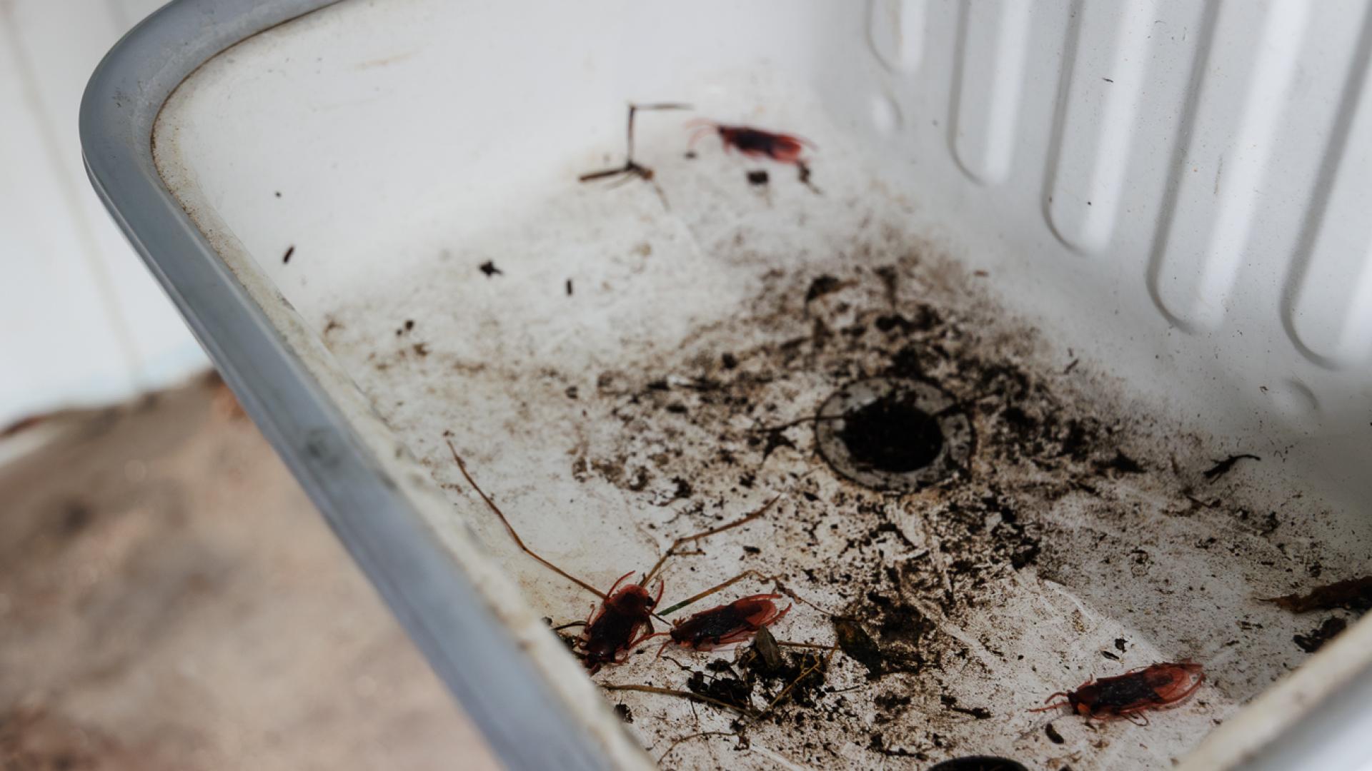 Nahaufnahme von dreckigem Waschbecken im Container, inklusive Plastikkakerlaken